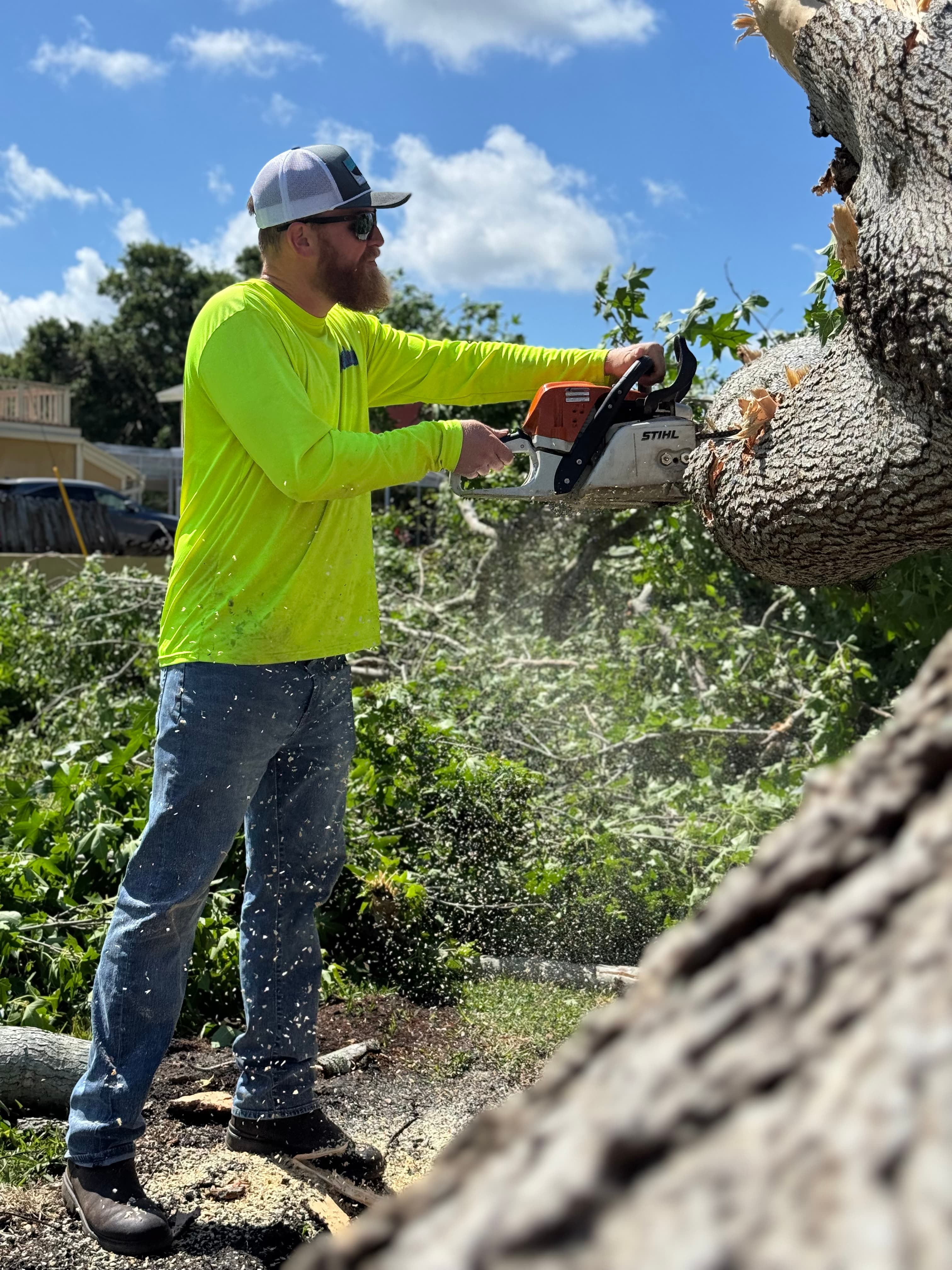 Professional tree removal services in St. Petersburg, Florida