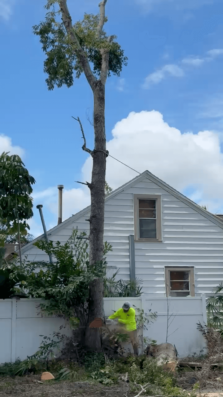Hazardous tree removal beside a St. Petersburg residence